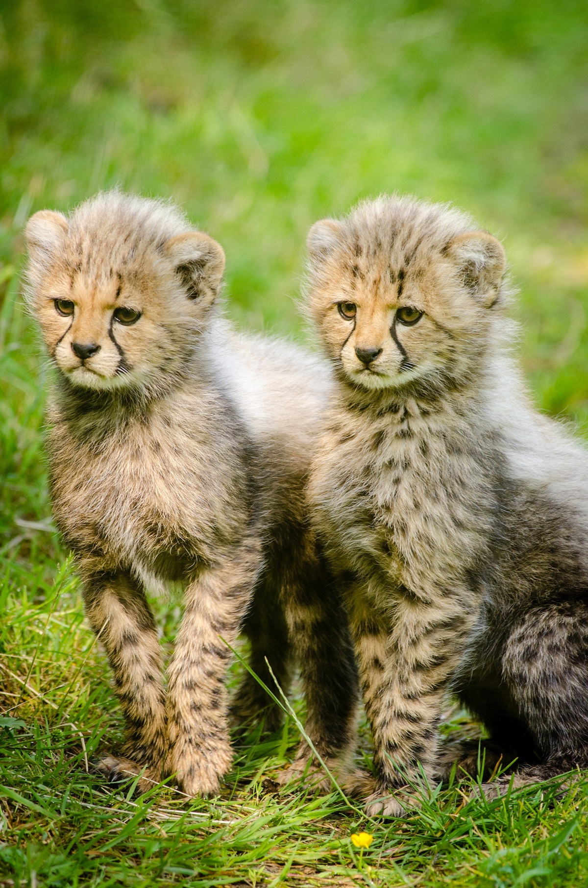 nom du bébé guépard