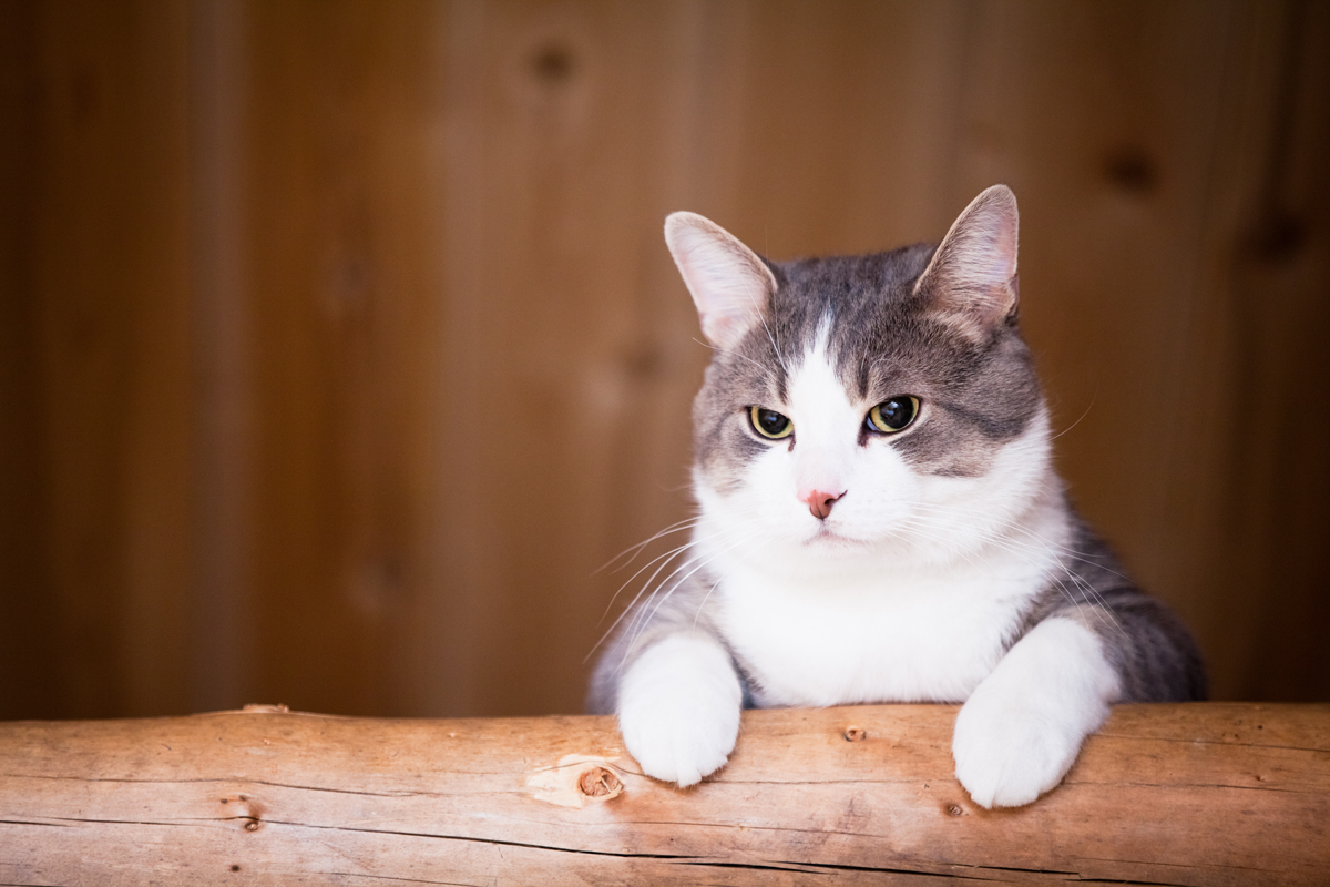 prénom choisir pour un chat