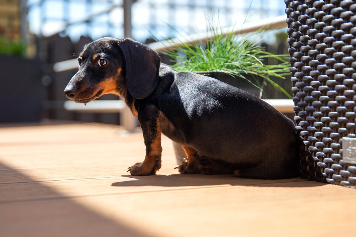 Puppy of dachshund