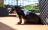 Puppy of dachshund