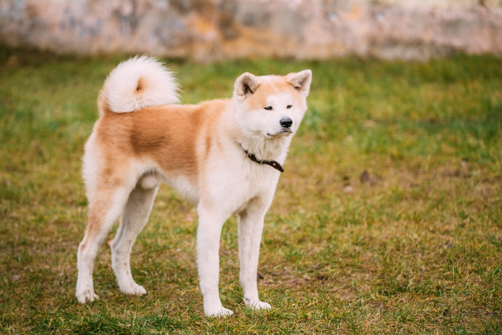 race de chien