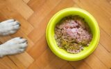 recette pour chien