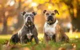 staffordshire bull terrier