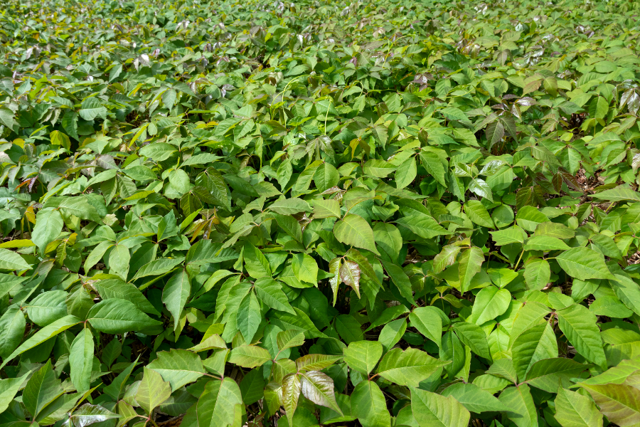 sumac vénéneux