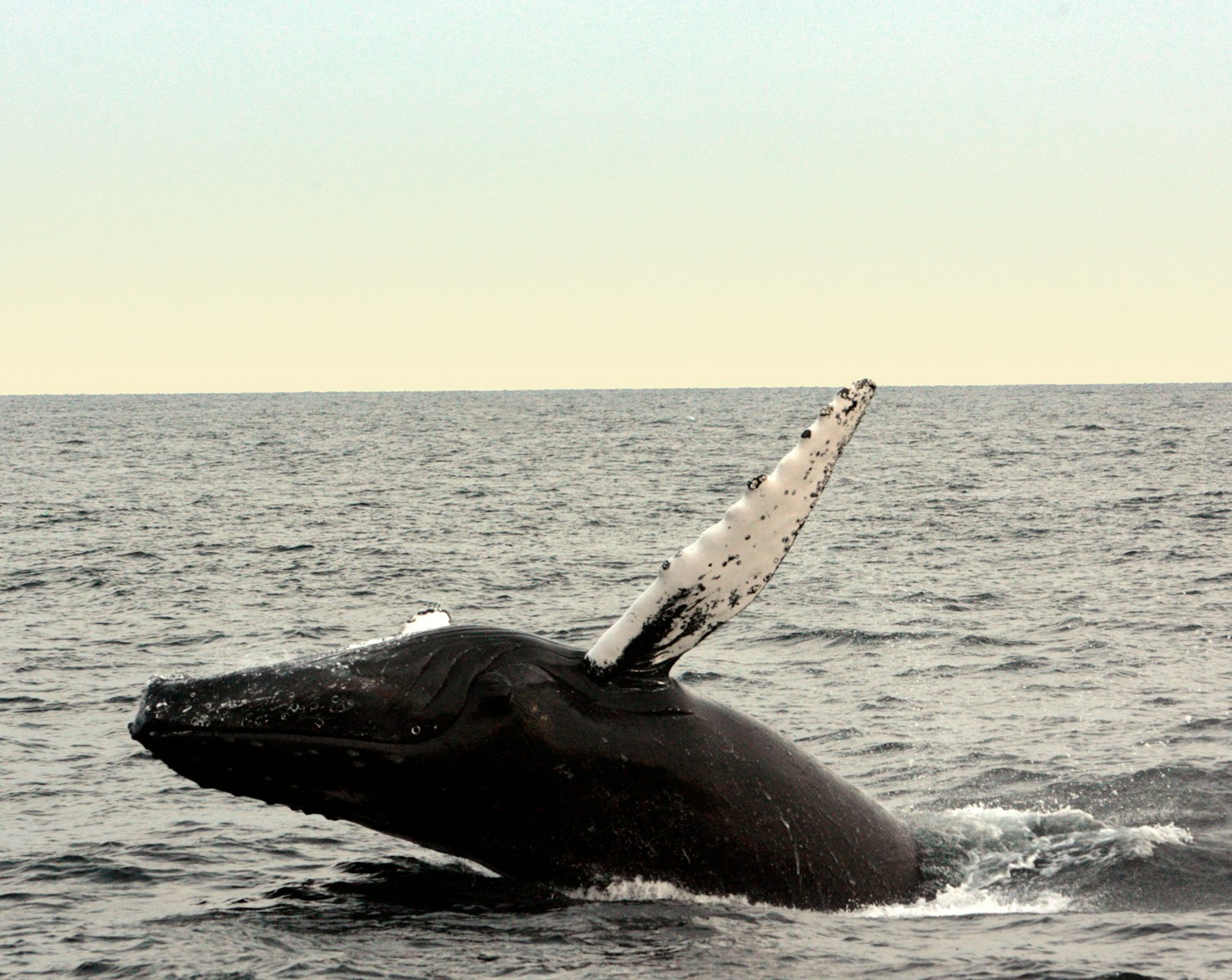 Observer baleines