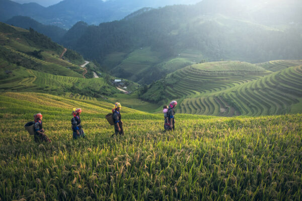 vietnam écologique