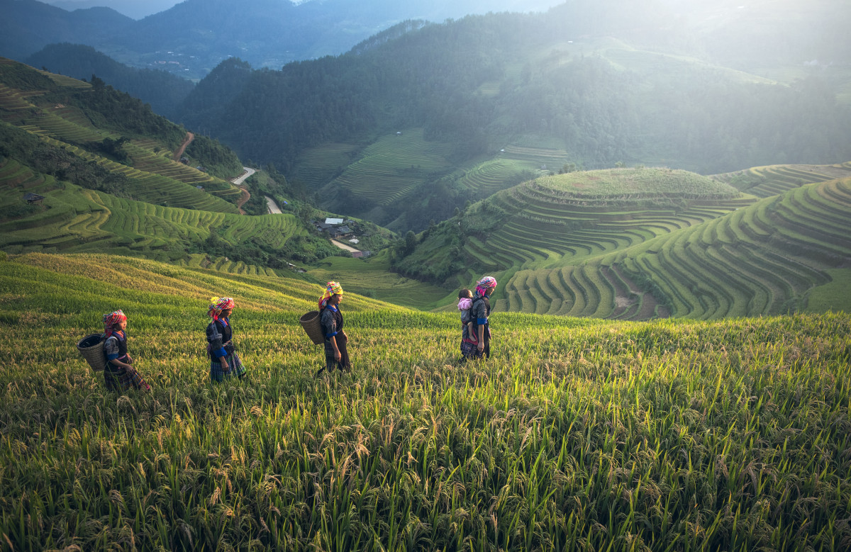 vietnam écologique